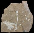 Ordovician Bryozoans (Chasmatopora) Plate - Estonia #49971-1